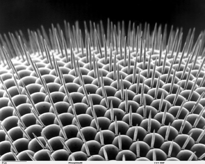 Black-and-white electron micrograph of closely packed fruit-fly eye facets and bristles