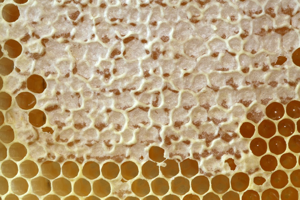 Golden honeycomb with open hexagonal cells and pale wax-capped cells