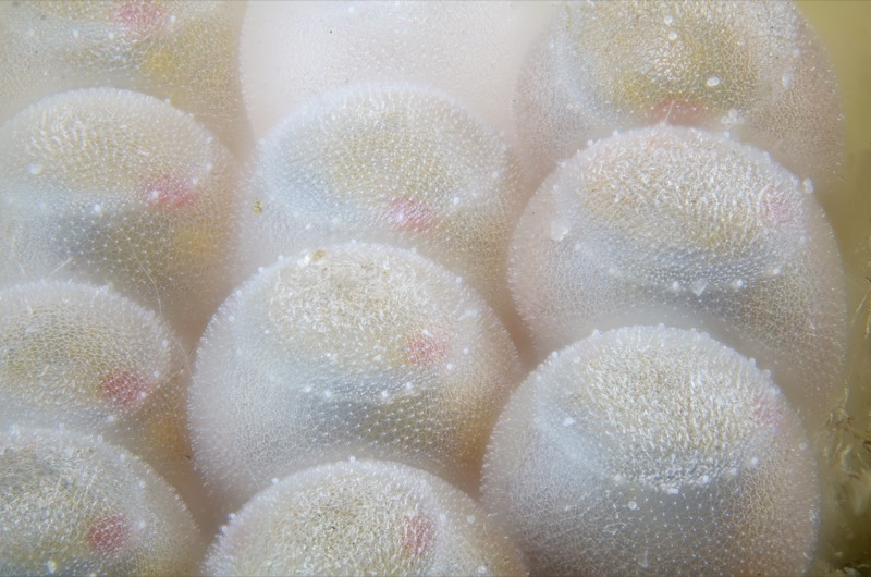 Closely packed, round insect eggs with fine polygonal surface texture