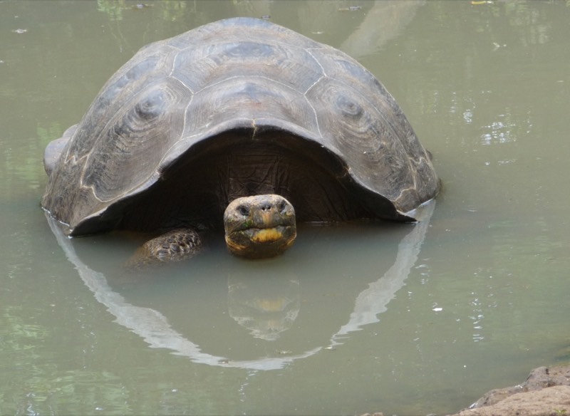 Giant tortoise in water with polygonal shell scutes and their growth rings visible